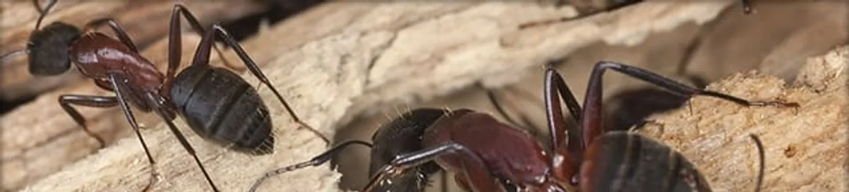 Close-up of ants on wood showing an active ant infestation in Colorado Springs, CO
