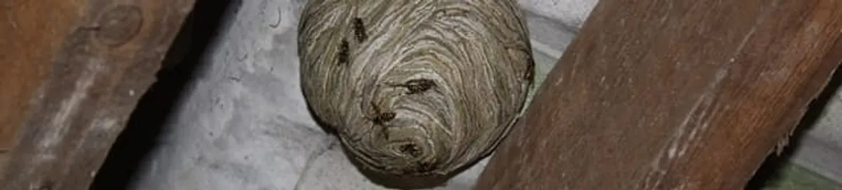 Wasp nest in an attic space, a common home infestation risk in Colorado Springs, CO