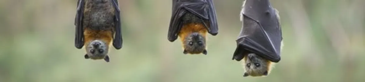 Bats roosting together, a common sign of a bat infestation in Colorado Springs, CO