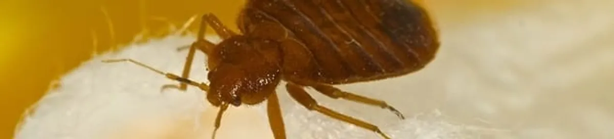 Close-up of a bed bug, a sign of an active infestation in Colorado Springs, CO