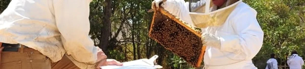 Bee removal specialists relocating a hive and honeycomb safely in Colorado Springs, CO