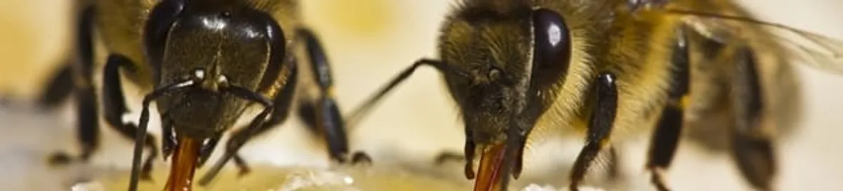 Close-up of honey bees, a sign of a nearby hive in Colorado Springs, CO