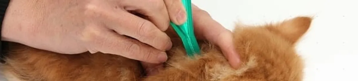 Flea treatment for pets using a flea comb, a sign of flea problems in Colorado Springs, CO