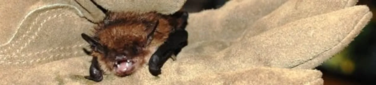 Bat removal specialist holding a bat safely during humane exclusion in Colorado Springs, CO