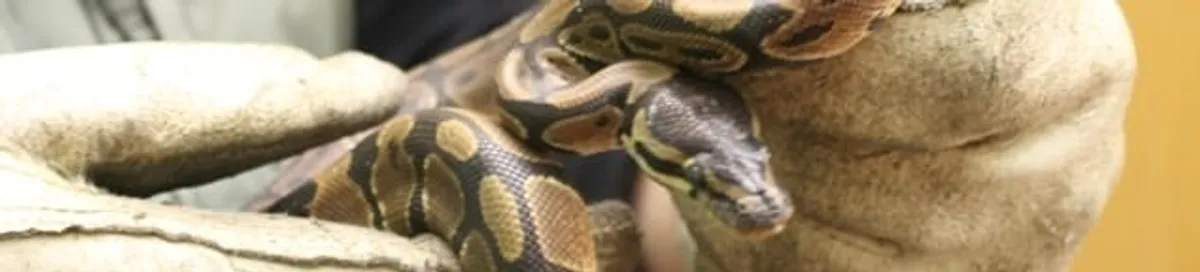 Snake removal specialist safely handling a snake with protective gloves in Colorado Springs, CO