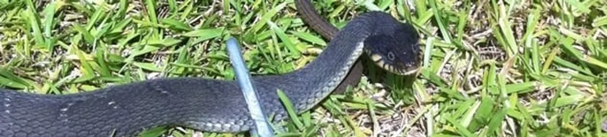 Snake in a yard, a common sign of a snake problem near a home in Colorado Springs, CO