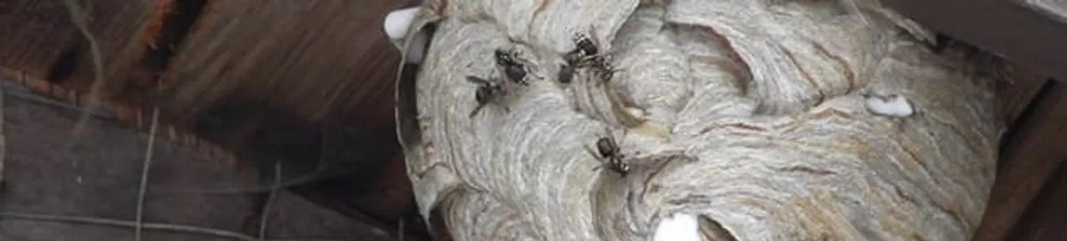 Close-up of a wasp nest with active wasps, a sign of an infestation in Colorado Springs, CO